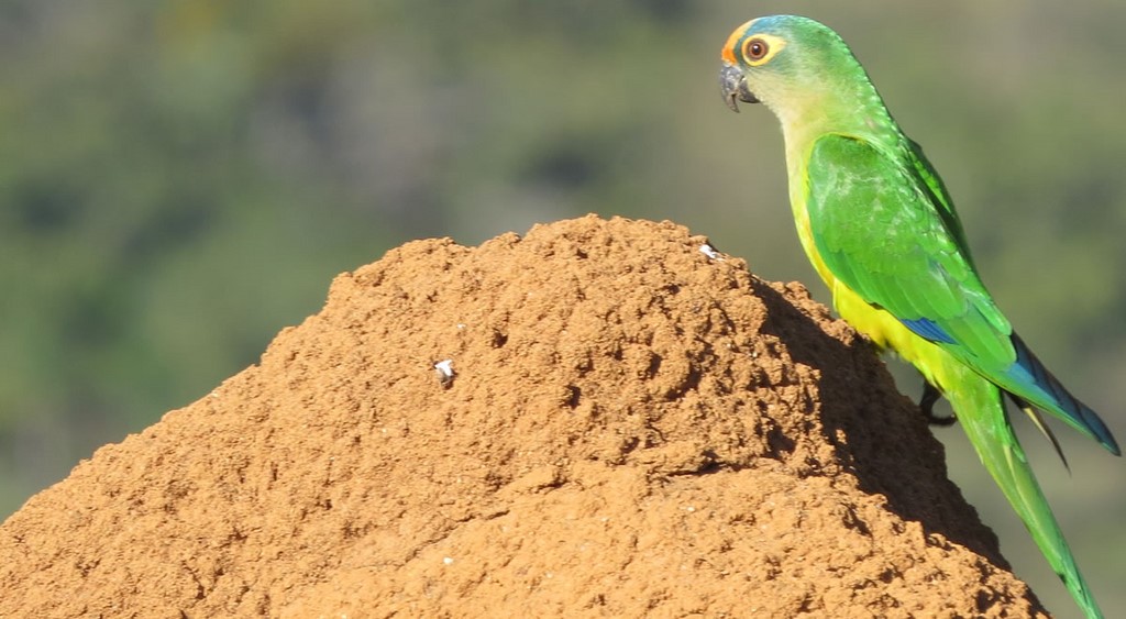 Ararinha - Parnacanastra