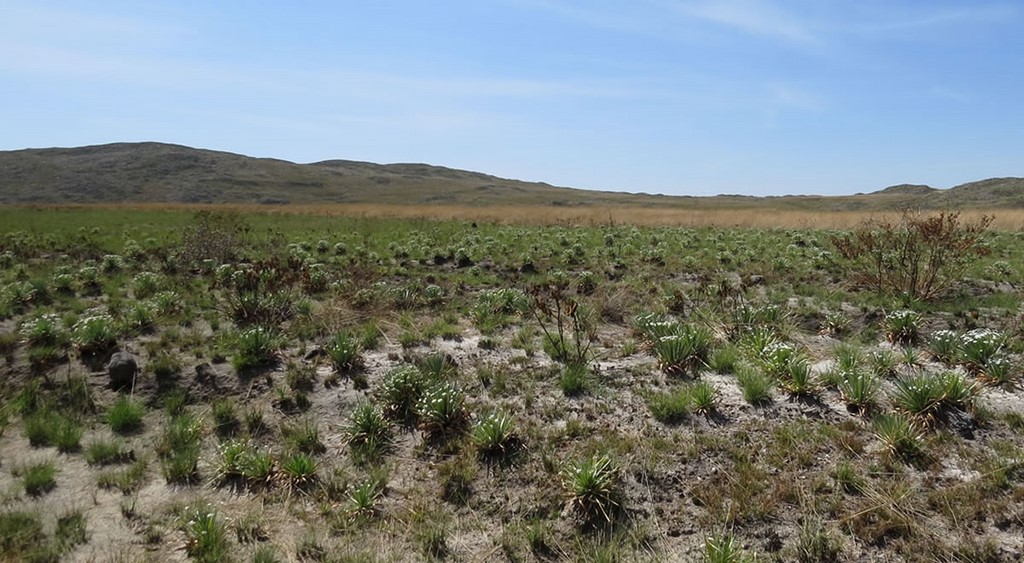 Campos altos na Serra da Canastra