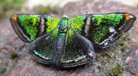 Borboleta na Serra da Canastra